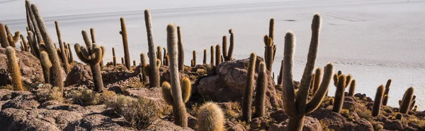 Isla de Cactus en Uyuni — Foto de Stock