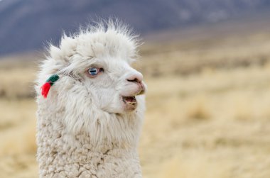 Alpaka portre portre