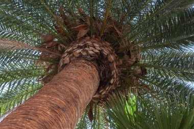 Tropikal bırakın arka plan