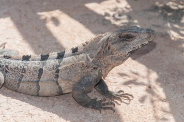 İguana kum üzerinde