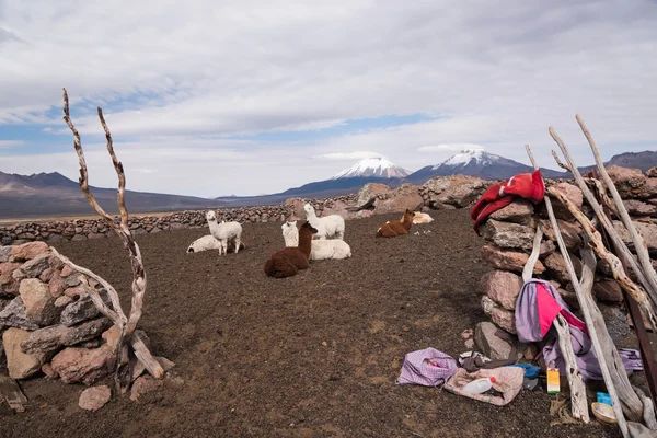 Lamy gospodarstwa na Altiplano — Zdjęcie stockowe