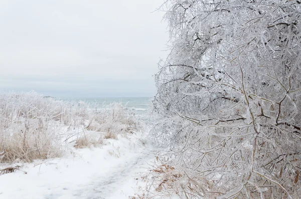 Paesaggio invernale congelato — Foto Stock