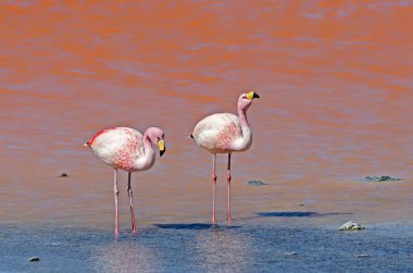 Pembe su iki Flamingo