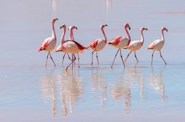 A tó flamingó — Stock Fotó