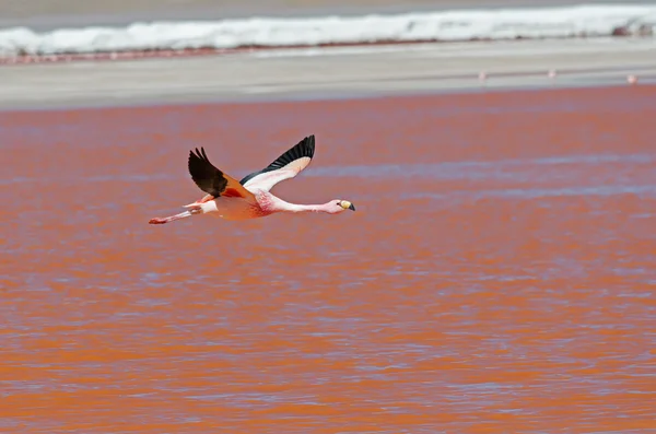 Flamingo voador, vida selvagem — Fotografia de Stock
