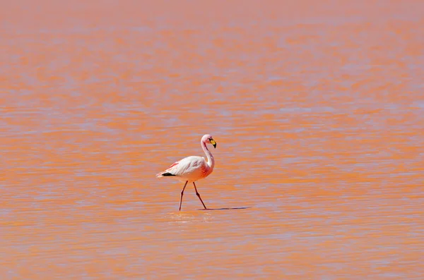 Flamingo no lago, vida selvagem — Fotografia de Stock