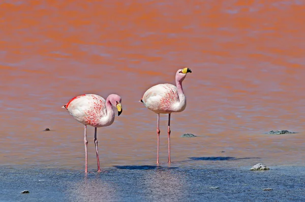 Dois Flamingo em água rosa — Fotografia de Stock