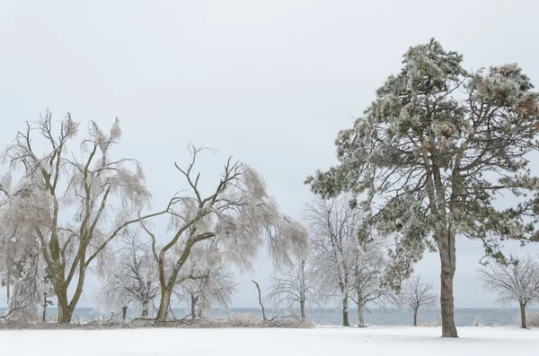 Paesaggio invernale congelato — Foto Stock