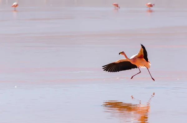 Flying flamingo, Bolivia Stock Photo