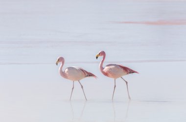 Two flamingo on Altiplano clipart