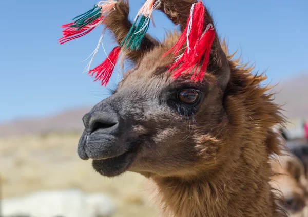 Retrato bonito de alpaca — Fotografia de Stock