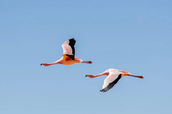 Dois flamingo voador — Fotografia de Stock