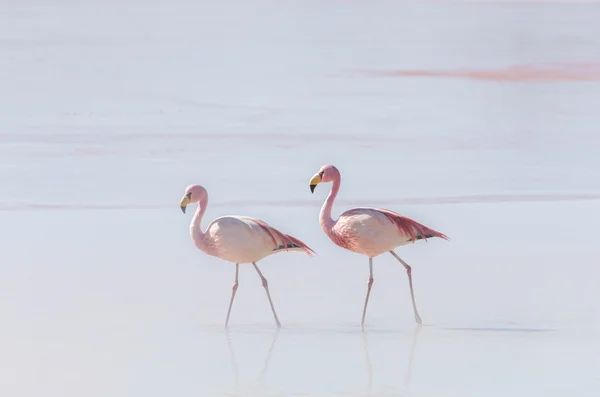 Két flamingó határán — Stock Fotó