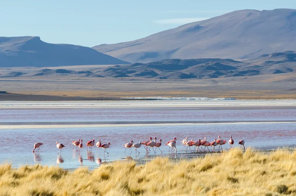 A tó flamingó — Stock Fotó