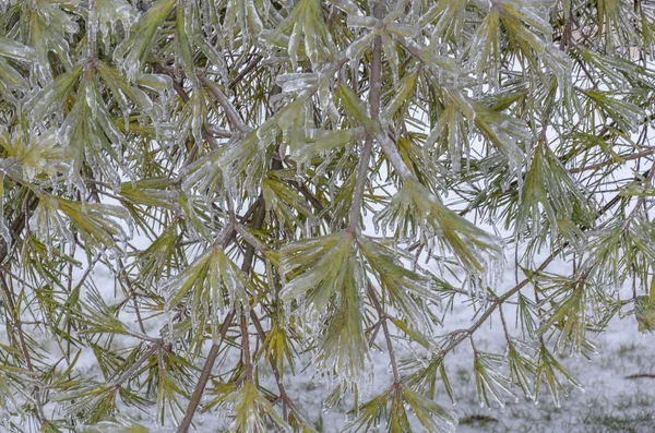 Frozen winter background — Stock Photo, Image