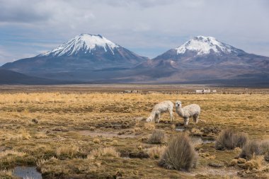 Altiplano Panoraması