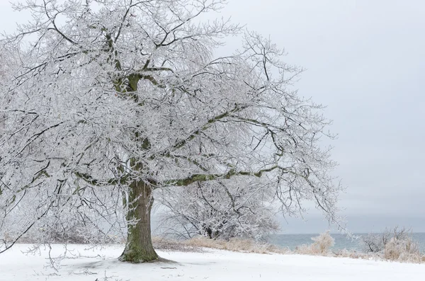 被冻结的冬季风景 — 图库照片