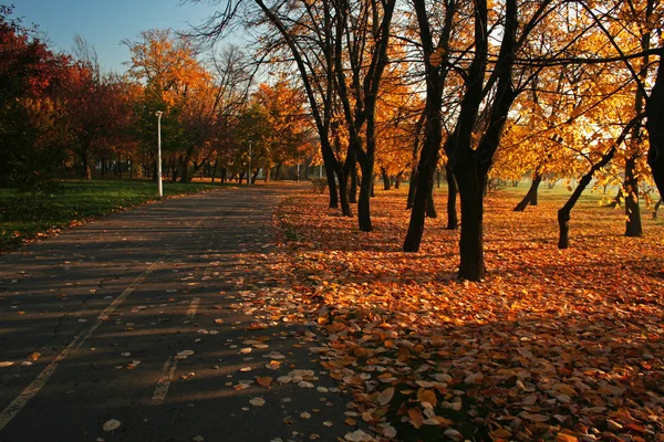 Steegje in het park in de ochtend licht Stockfoto