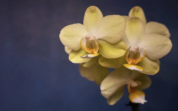 Beautiful Close Greenish Yellow Orchid Flowers Blue Background Shallow Depth — Stock Photo, Image