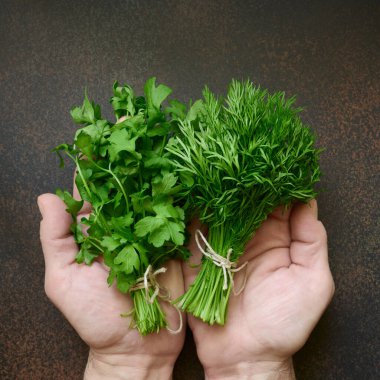 Taze dereotu ve maydanozlu sebzeleri tutan eller. Toplama ve sağlıklı organik gıda konsepti.