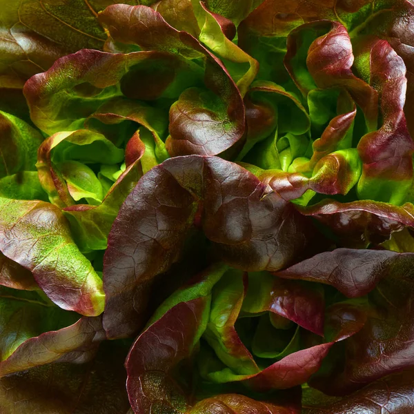 Fondo Foglie Insalata Oleosa Primo Piano Profondità Campo Poco Profonda — Foto Stock