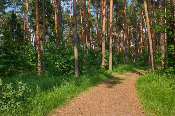 Camino Través Bosque Pinos Iluminado — Foto de Stock