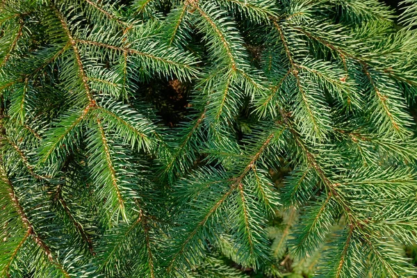 Background Pine Branches Close Stock Image