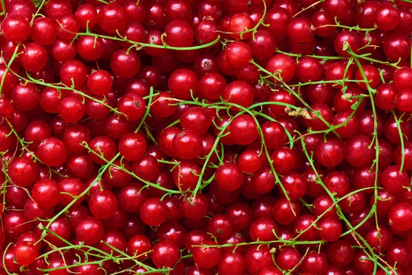 Fondo Grosellas Rojas Recién Recogidas Vista Superior Nutrición Saludable —  Fotos de Stock