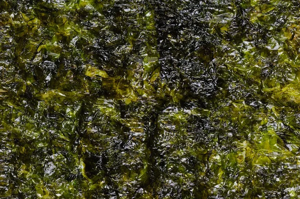 Dried seaweed Laminaria or seaweed background