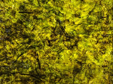 Soyutlama, deniz yosunu Laminarya