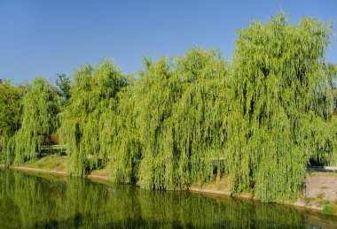 Willow (Ağlayan Göl) Babil