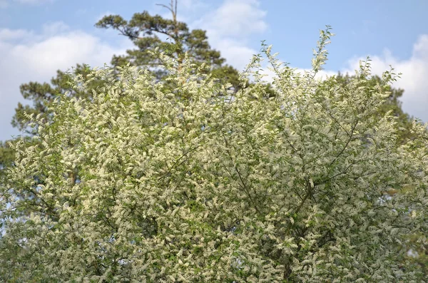 Cereja de pássaro florescente — Fotografia de Stock