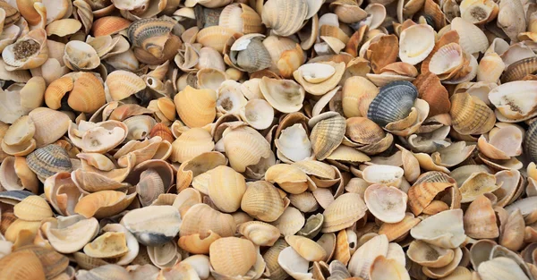 Many Seashells as background — Stock Photo, Image