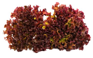 Beyaz arkaplanda taze marul izole edildi