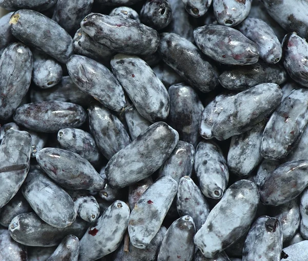 Background of honeysuckle berries — Stock Photo, Image