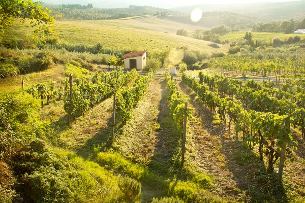 Chianti vineyard landscape in Tuscany, Italy — Stock Photo, Image