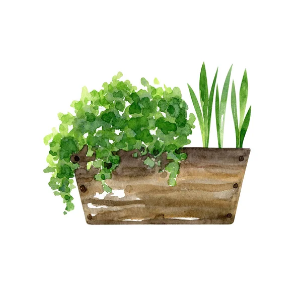 Drooping Home Plant Straight Plant Wooden Box Watercolor Hand Drawn — Stock Photo, Image