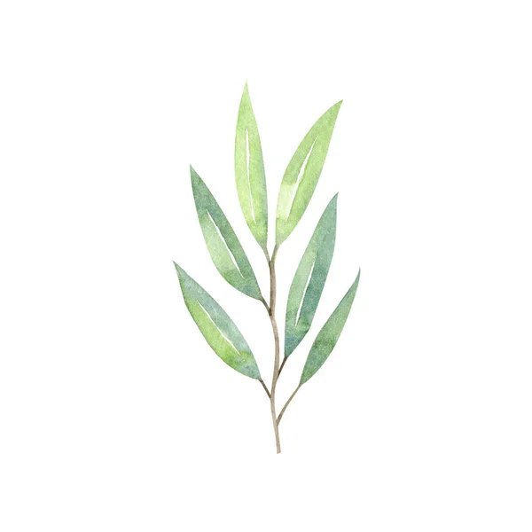 Πράσινο Κλαδί Ευκαλύπτου Και Φύλλα Χέρι Ακουαρέλας Ζωγραφισμένο Λευκό Φόντο — Φωτογραφία Αρχείου