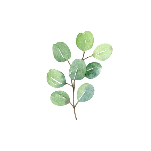 Eucalyptus Silver Dollar Branch Leaves Watercolor Hand Drawn Clipart Isolated — Stock Photo, Image