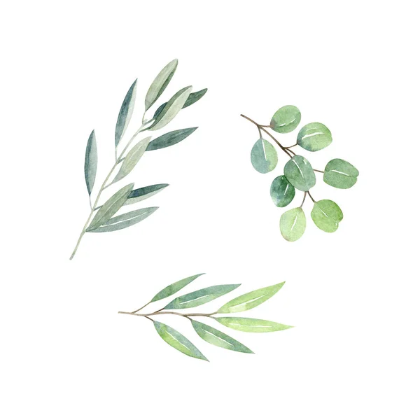 Set of eucalyptus branches. Silver dollar eucalyptus, watercolor clipart isolated on white background. Floral hand painted illustration.