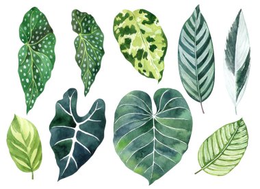 Tropik yapraklar begonya, alocasia, calathea greenery ile çizilmiş suluboya el. Düğün davetiyeleri için tırman, tarih kartlarını, doğum günü kartlarını, yapışkanları sakla..