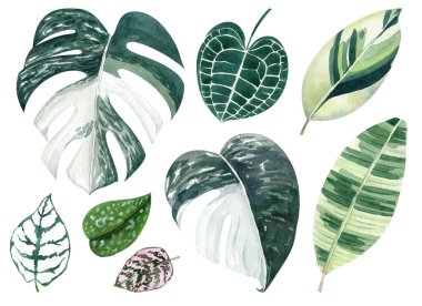 Tropik yapraklar, suluboya el çizimi canavar, anthurium, fittonia yeşilliği. Düğün davetiyeleri için tırman, tarih kartlarını, doğum günü kartlarını, yapışkanları sakla..