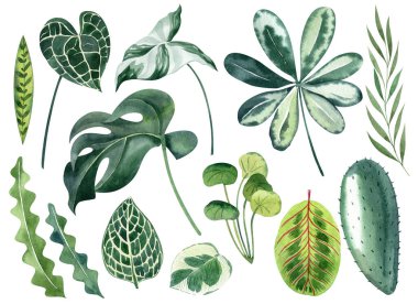 Tropikal yapraklar canavar, anthurium, fittonia, kaktüs, calathea greenery ile çizilmiş. Düğün davetiyeleri için tırman, tarih kartlarını, doğum günü kartlarını, yapışkanları sakla..