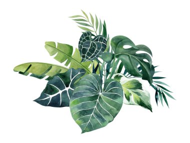 Beyaz arka planda izole edilmiş tropikal yapraklı suluboya çizimi. Tebrik kartları, düğün davetiyeleri, çıkartmalar, baskılar için tırman. El çizimi suluboya Clipart.