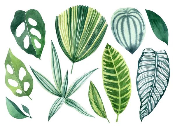 Feuilles Tropicales Aquarelle Dessinée Main Avec Monstère Calathea Tradescantia Licuala — Photo