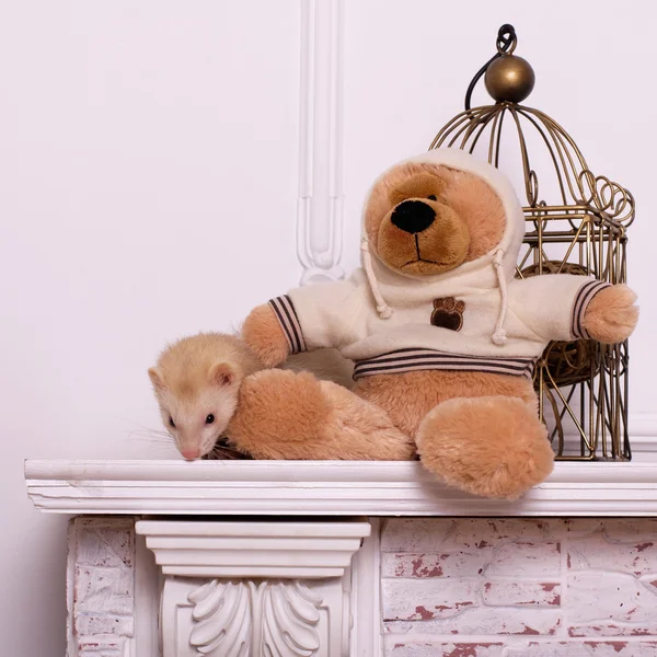 Ferret and bear — Stock Photo, Image