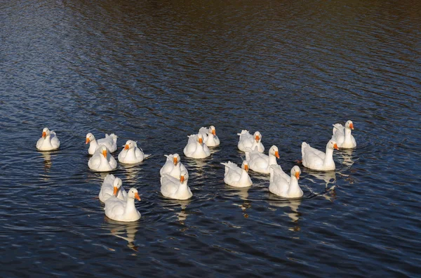 Feribot Tepecik içinde geniş Sibirya nehrin ortasında soğuk bir gününde sıkışmış var.
