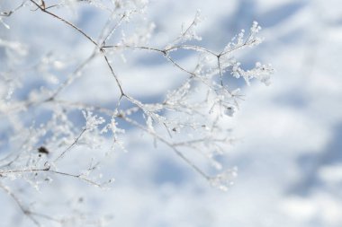 arkaplan ağacı buzda donmuş