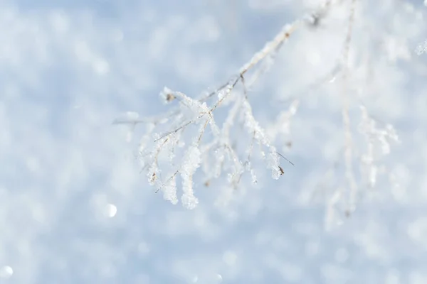 Arkaplan Dalı Buzda Dondu — Stok fotoğraf