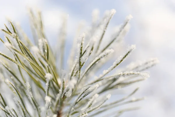 Arkaplan Ağacı Buzda Donmuş — Stok fotoğraf